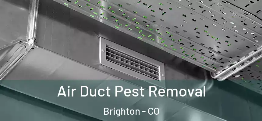 Air Duct Pest Removal Brighton - CO